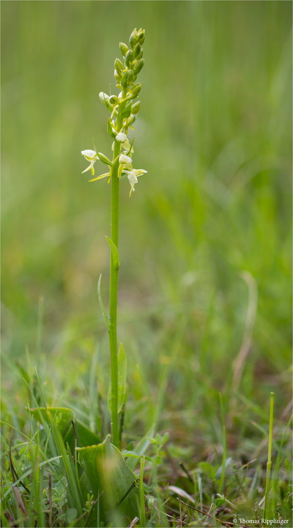 Zweiblättrige Waldhyazinthe (Platanthera bifolia)