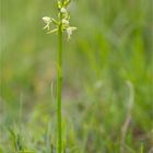 Zweiblättrige Waldhyazinthe (Platanthera bifolia)