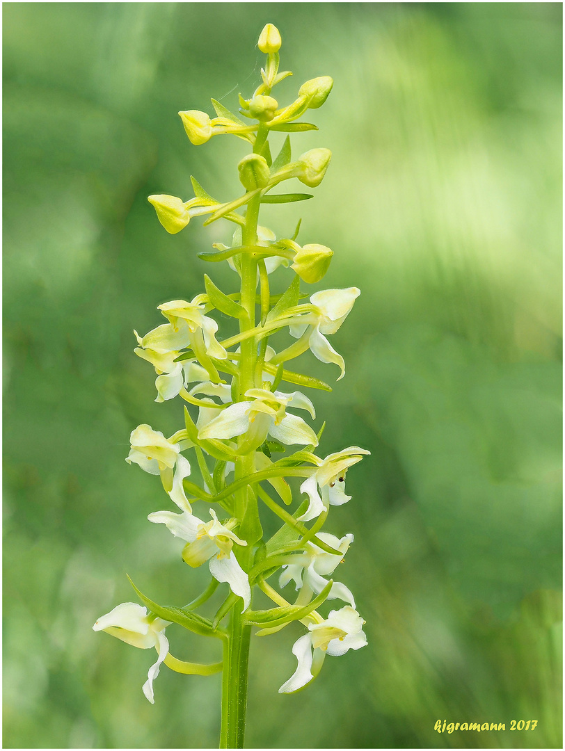 zweiblättrige waldhyazinthe (platanthera bifolia)......