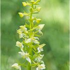 zweiblättrige waldhyazinthe (platanthera bifolia)......