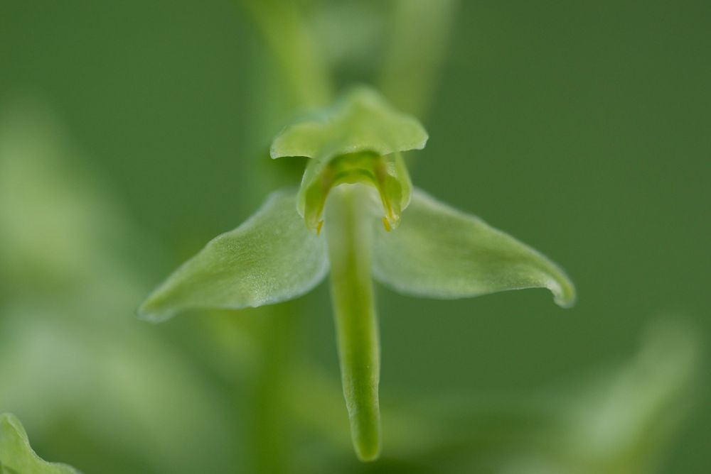 zweiblättrige Waldhyazinthe (Platanthera bifolia)