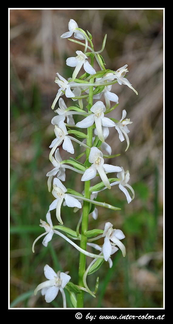 Zweiblättrige Waldhyazinthe, Platanthera bifolia