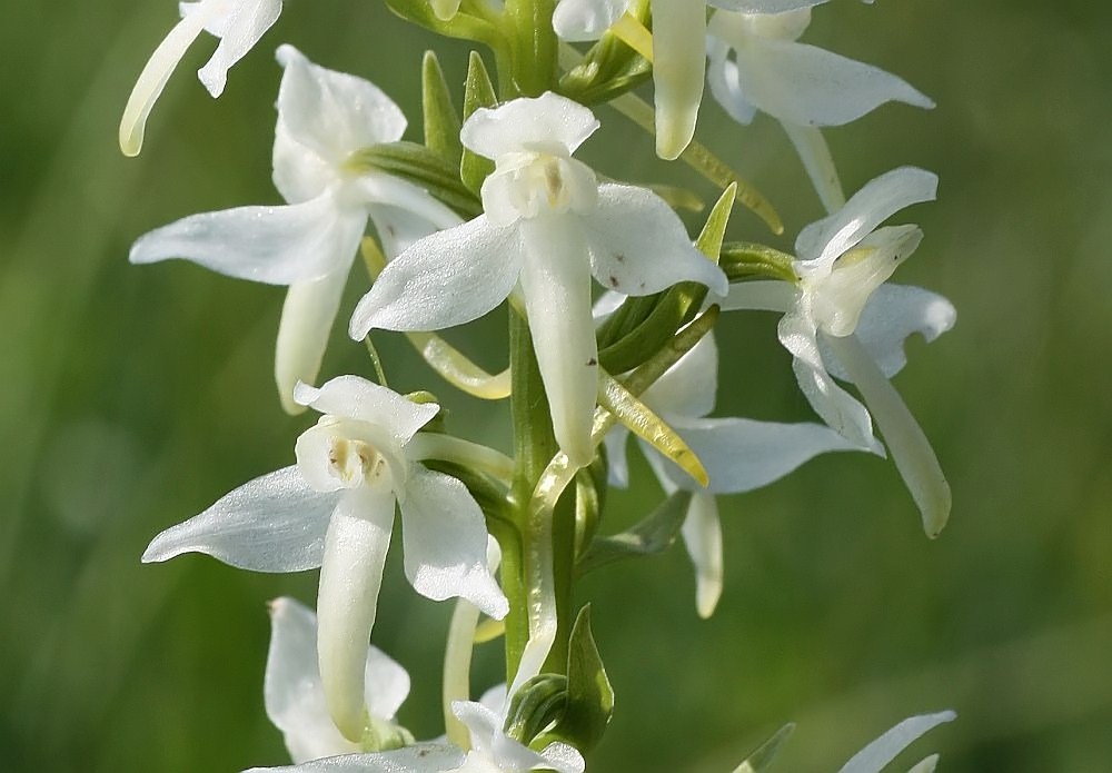 Zweiblättrige Waldhyzinthe (Platanthera bifolia)...