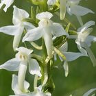 Zweiblättrige Waldhyzinthe (Platanthera bifolia)...