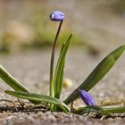 Zweiblättriger Blaustern 1