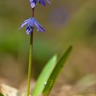 Zweiblättriger Blaustern 1/10