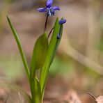 Zweiblättriger Blaustern 1/11