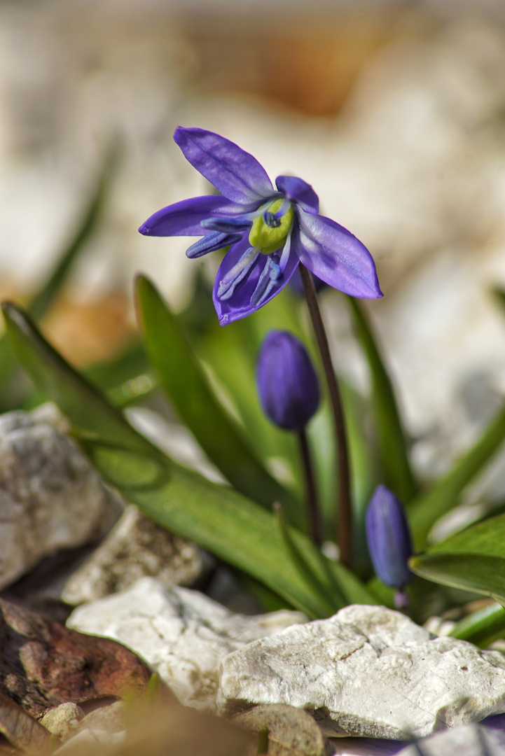 Zweiblättriger Blaustern 2