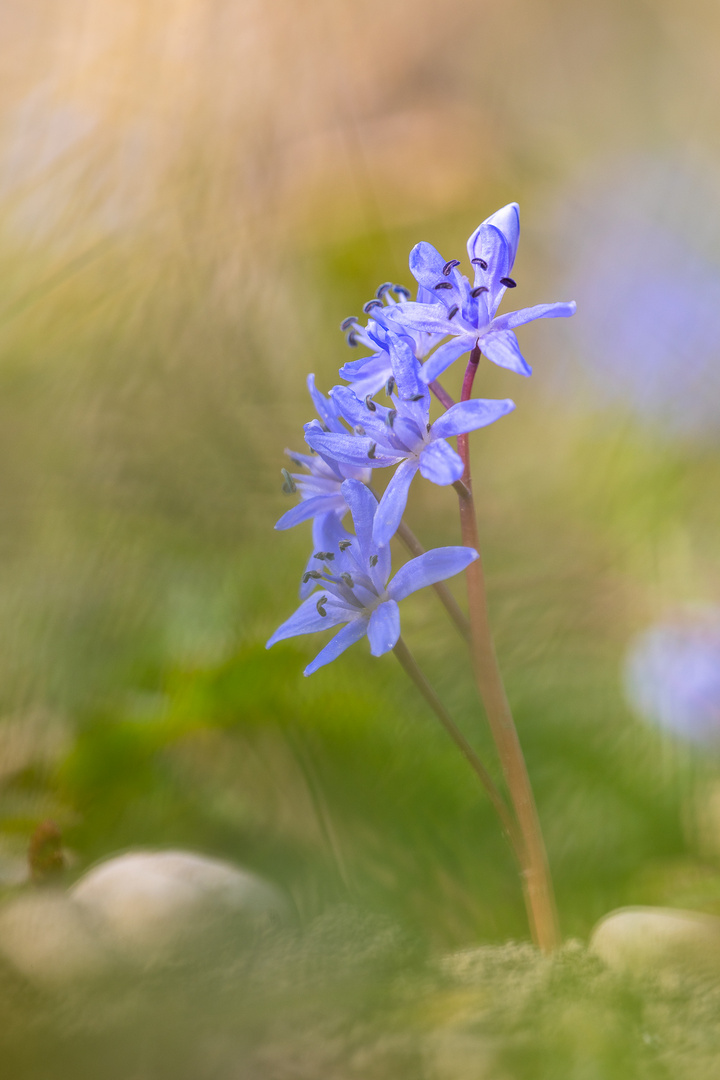 Zweiblättriger Blaustern