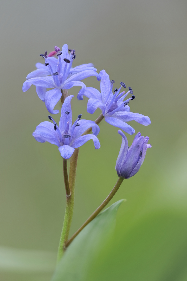 Zweiblättriger Blaustern