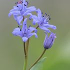 Zweiblättriger Blaustern