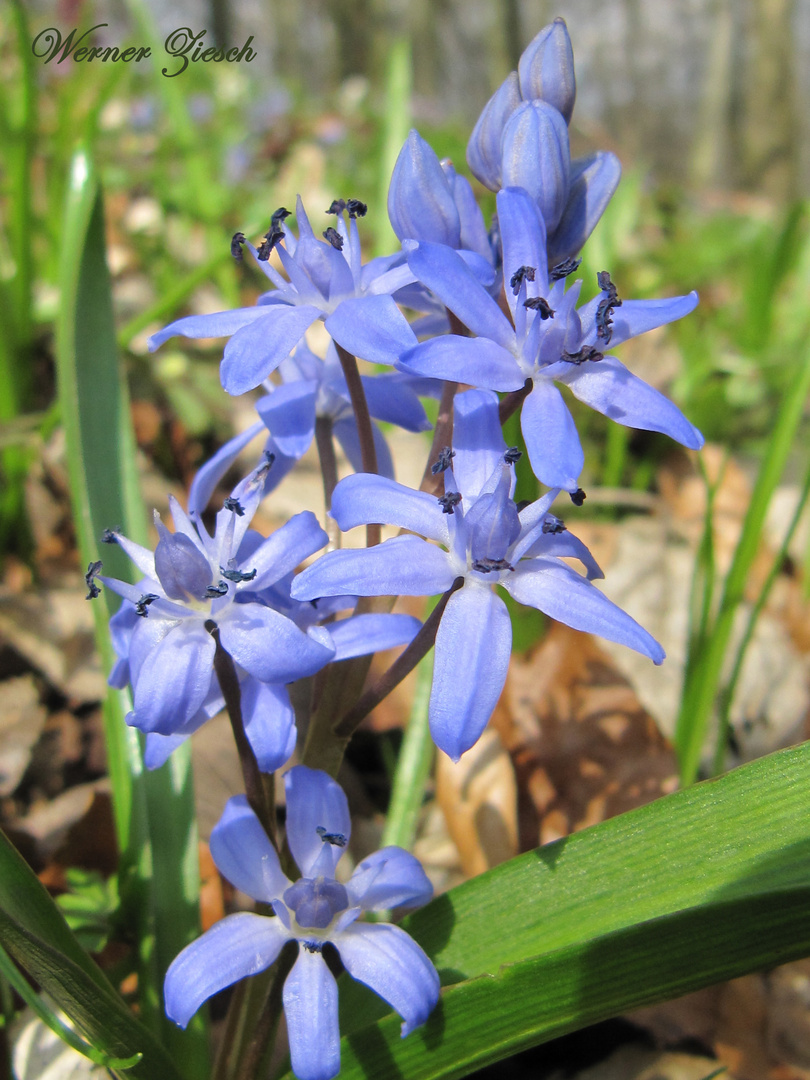 Zweiblättriger Blaustern