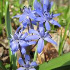 Zweiblättriger Blaustern