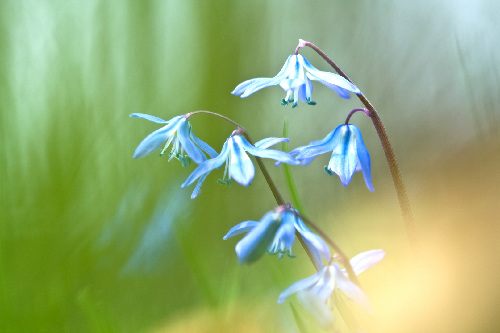 Zweiblättriger Blaustern...