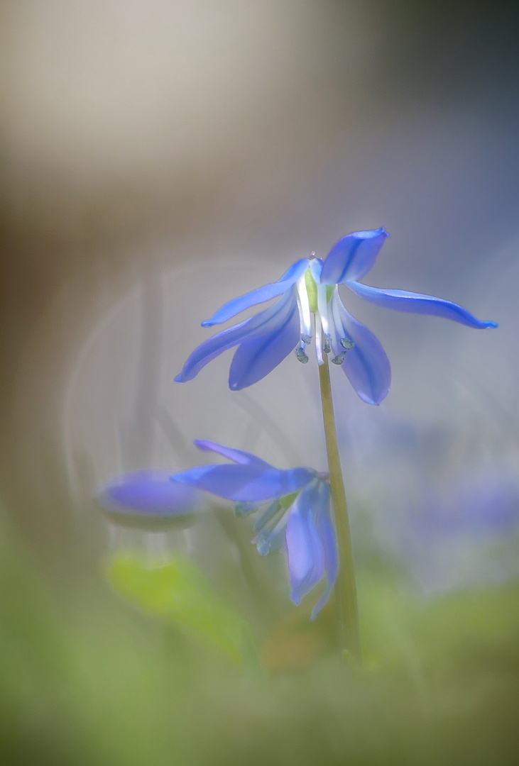 zweiblättriger Blaustern