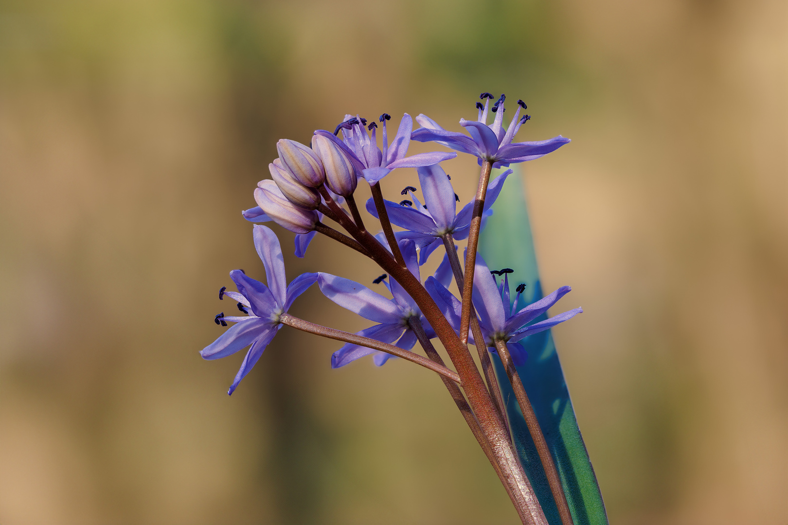 Zweiblättriger Blaustern