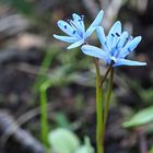 Zweiblättriger Blaustern