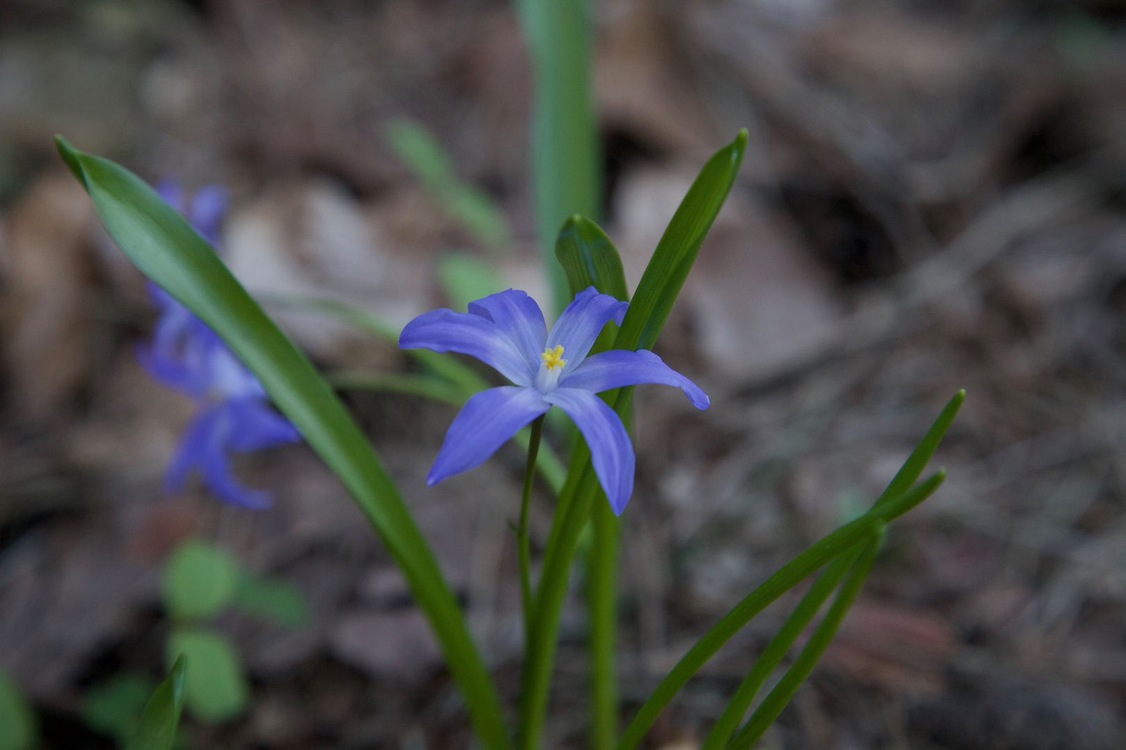 Zweiblättriger Blaustern ... dabei habe ich mir 2 Zecken eingefangen.