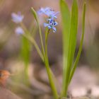 Zweiblättriger Blaustern, Scilla bifolia