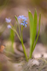 Zweiblättriger Blaustern, Scilla bifolia