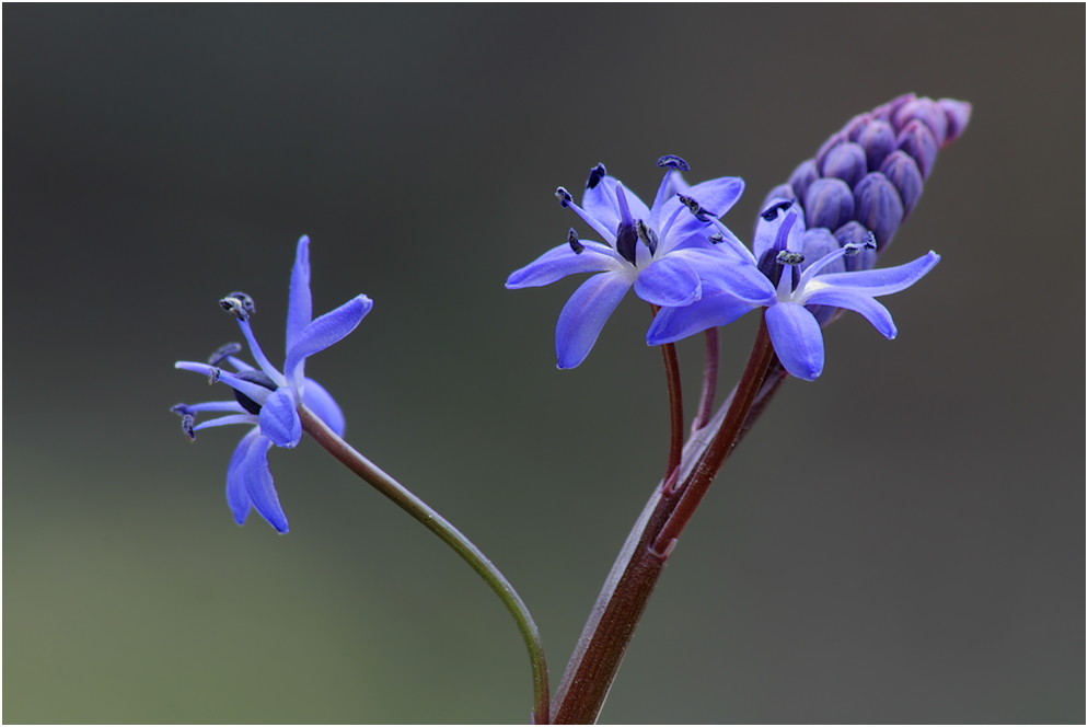 Zweiblättriger Blaustern (Scilla bifolia)