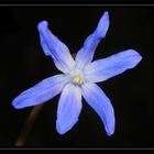 Zweiblättriger Blaustern (Scilla bifolia)