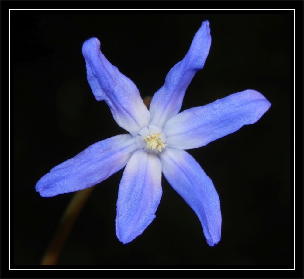 Zweiblättriger Blaustern (Scilla bifolia)