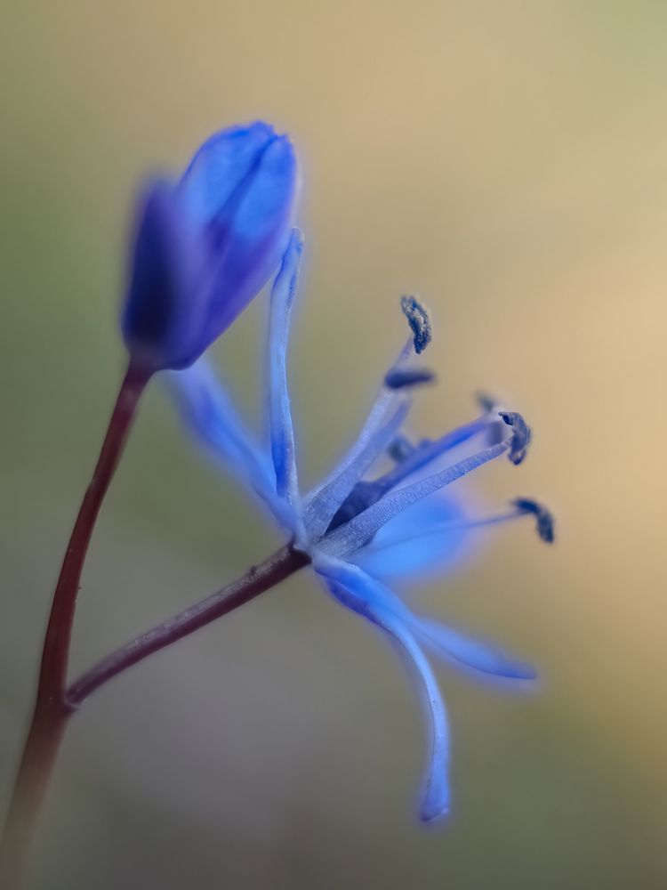 Zweiblättriger Blaustern (Scilla bifolia)