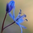 Zweiblättriger Blaustern (Scilla bifolia)