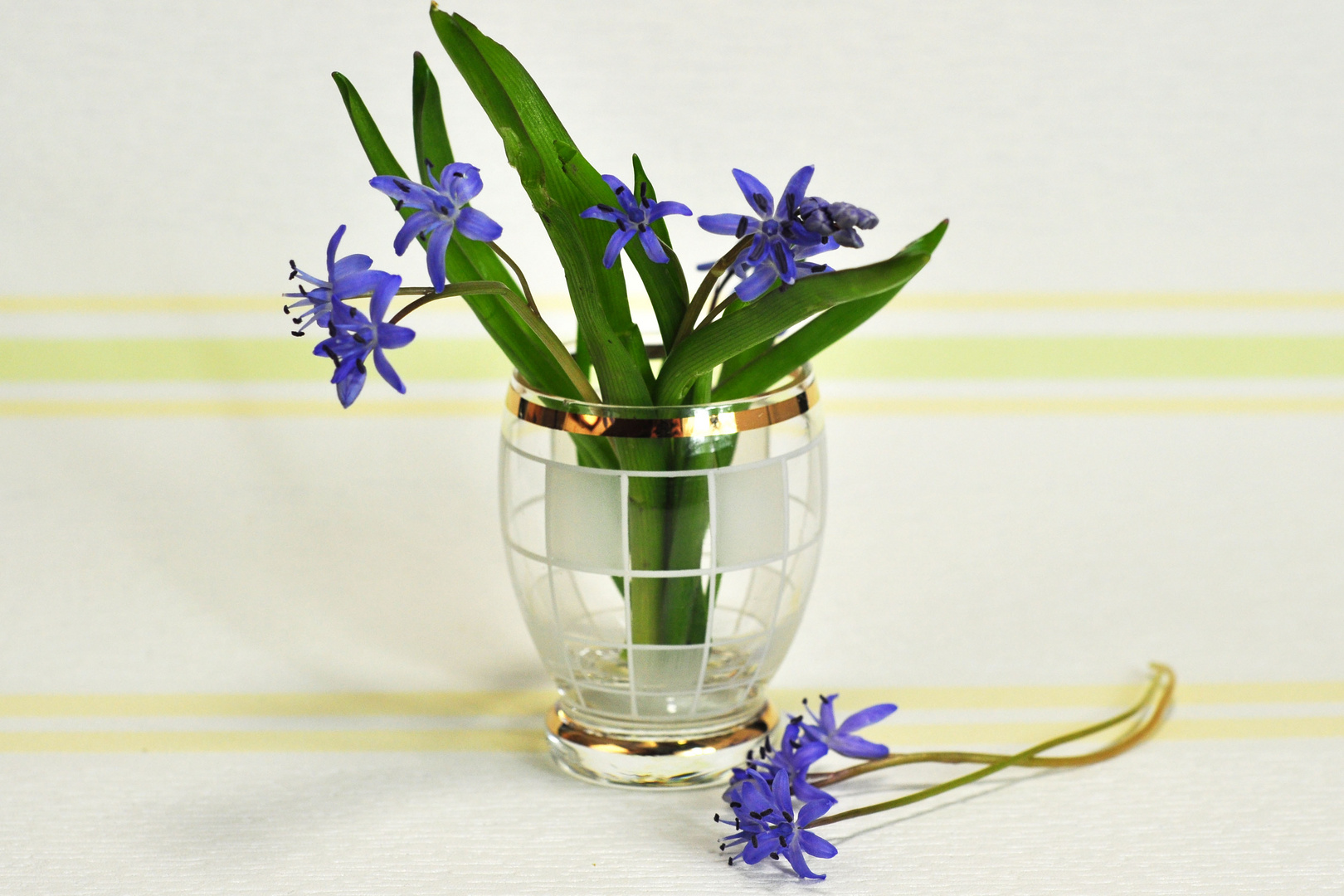 Zweiblättriger Blaustern (Scilla bifolia)