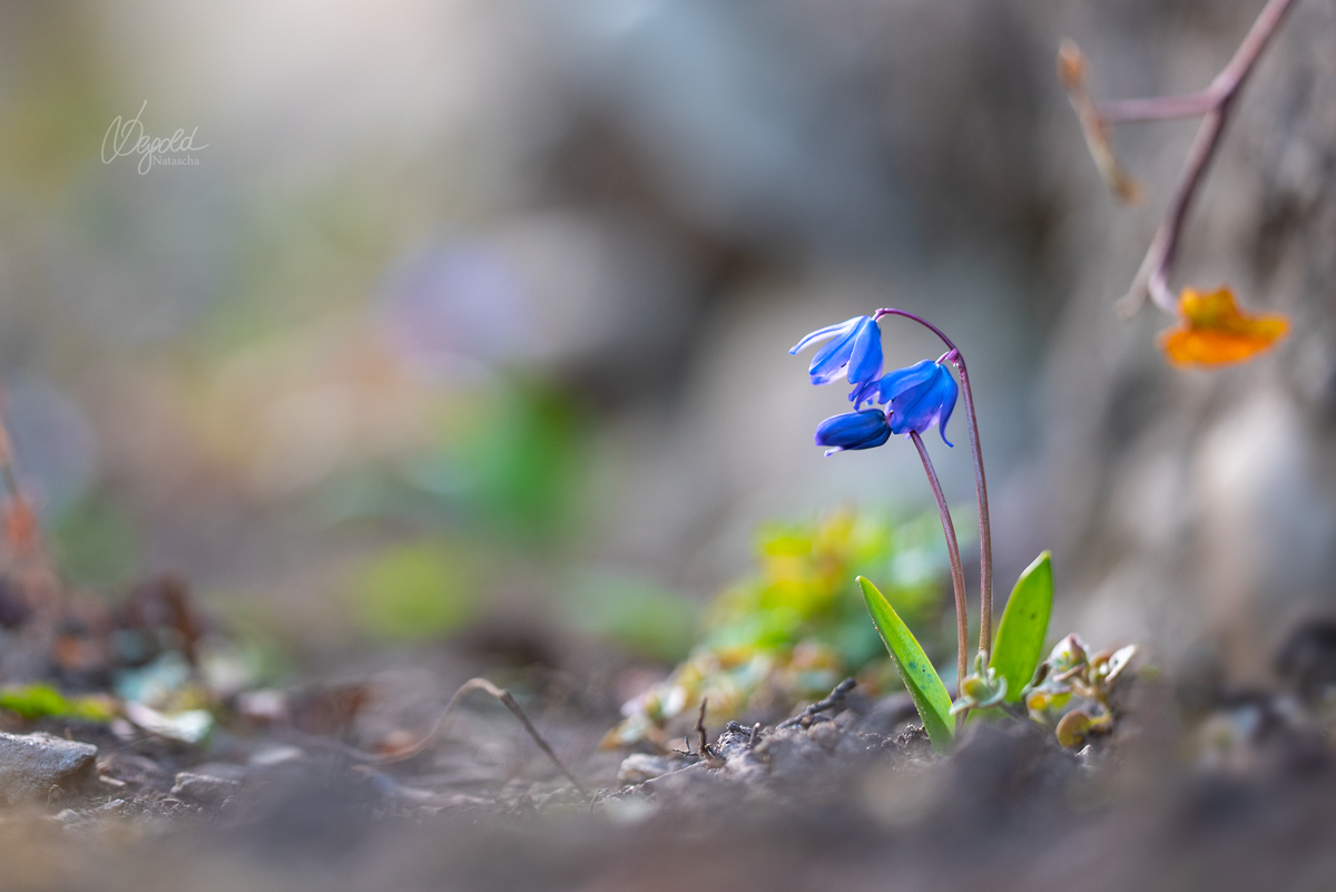 Zweiblättriger Blaustern (Scilla bifolia)