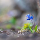 Zweiblättriger Blaustern (Scilla bifolia)