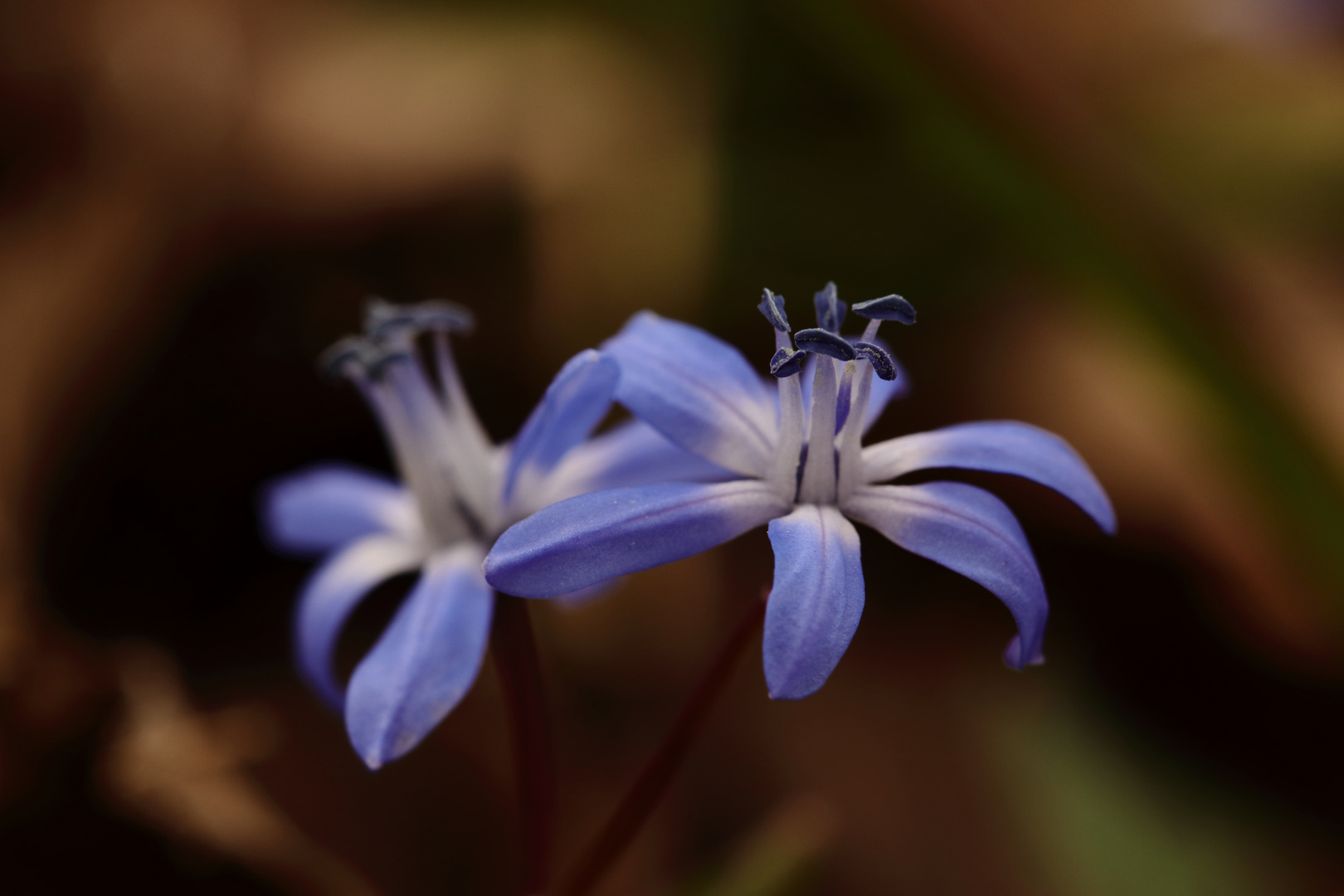 Zweiblättriger Blaustern (Scilla bifolia)