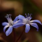 Zweiblättriger Blaustern (Scilla bifolia)