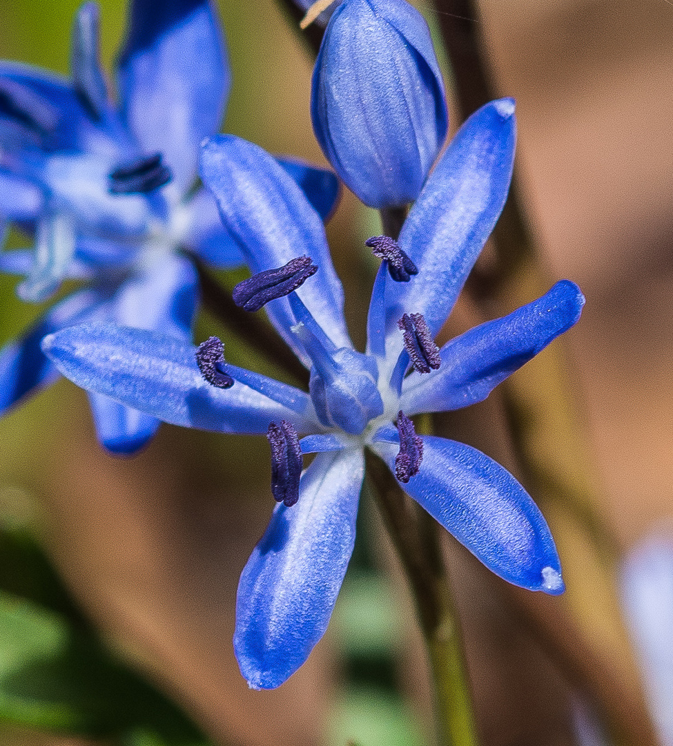 Zweiblättriger Blaustern (Scilla bifolia oder Sternhyazinthe)