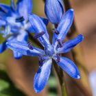 Zweiblättriger Blaustern (Scilla bifolia oder Sternhyazinthe)