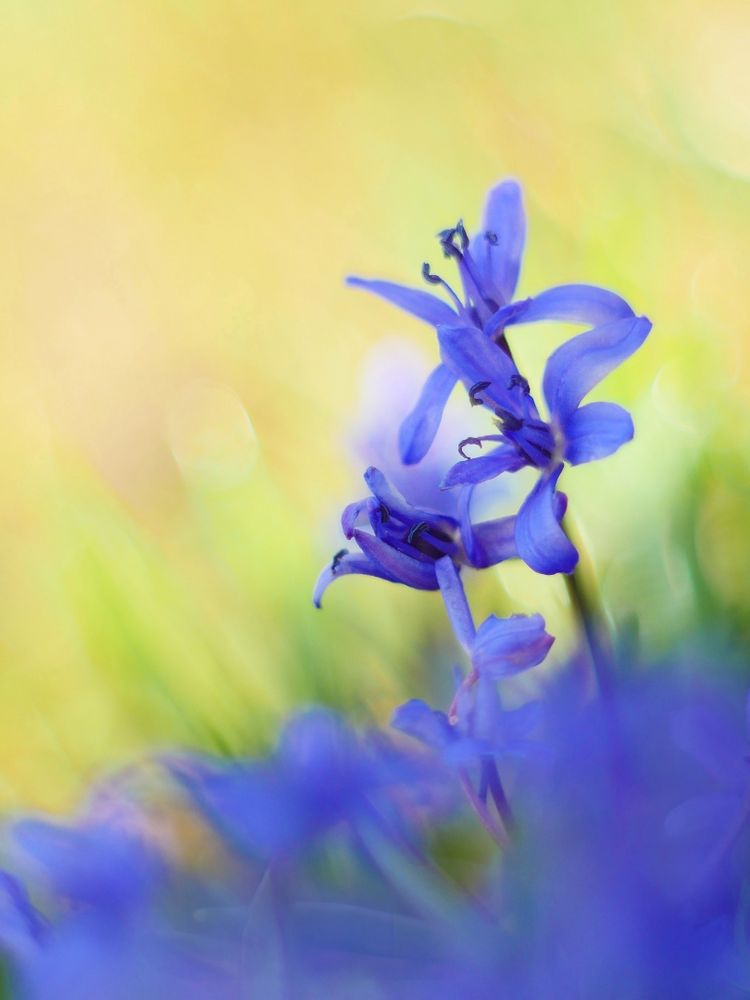 Zweiblättriger Blaustern,Scilla bifolia