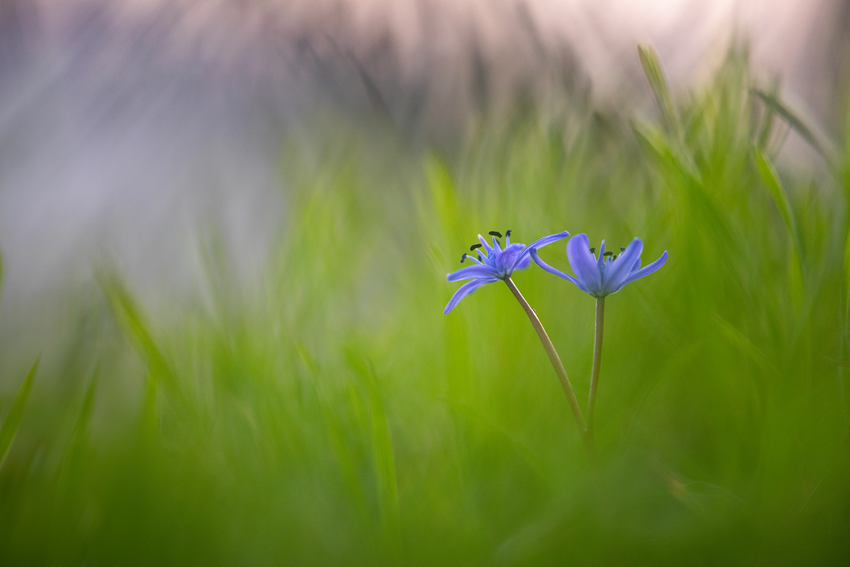 Zweiblättriges Blausternchen 