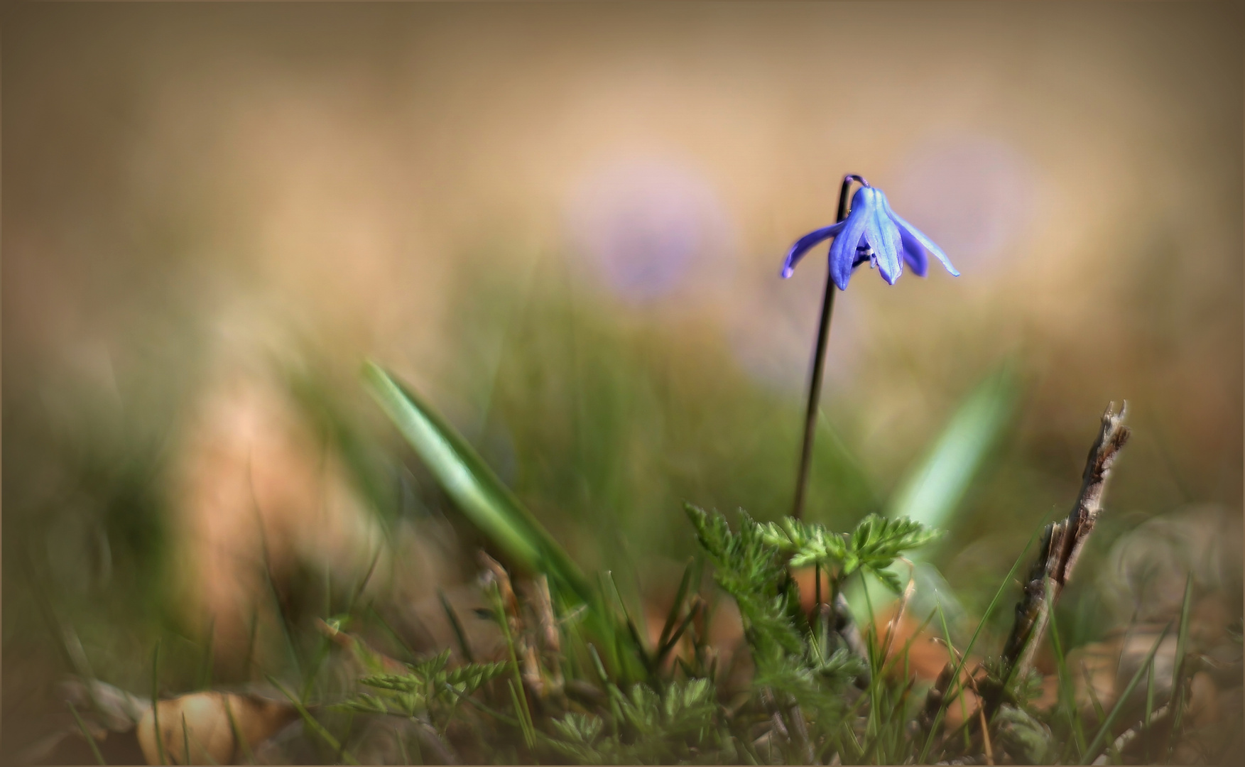 Zweiblättriges Blausternchen (Scilla bifolia). 