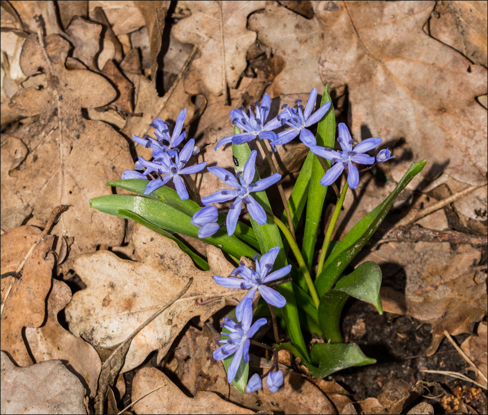 Zweiblättriges Blausternchen (Scilla bifolia)