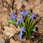 Zweiblättriges Blausternchen (Scilla bifolia)