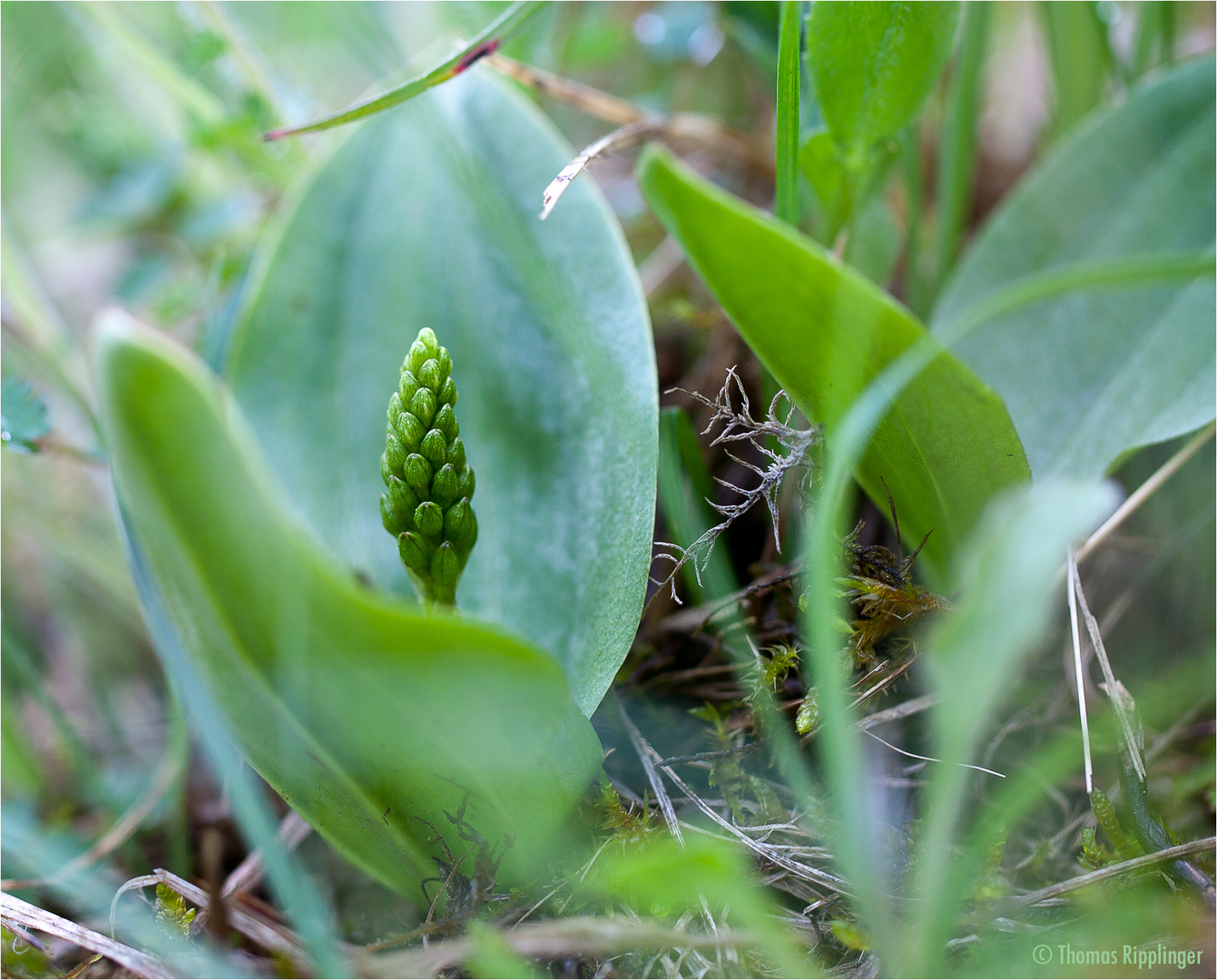 Zweiblatt (Listera)