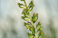 Zweiblatt-Orchidee (Listera ovata)