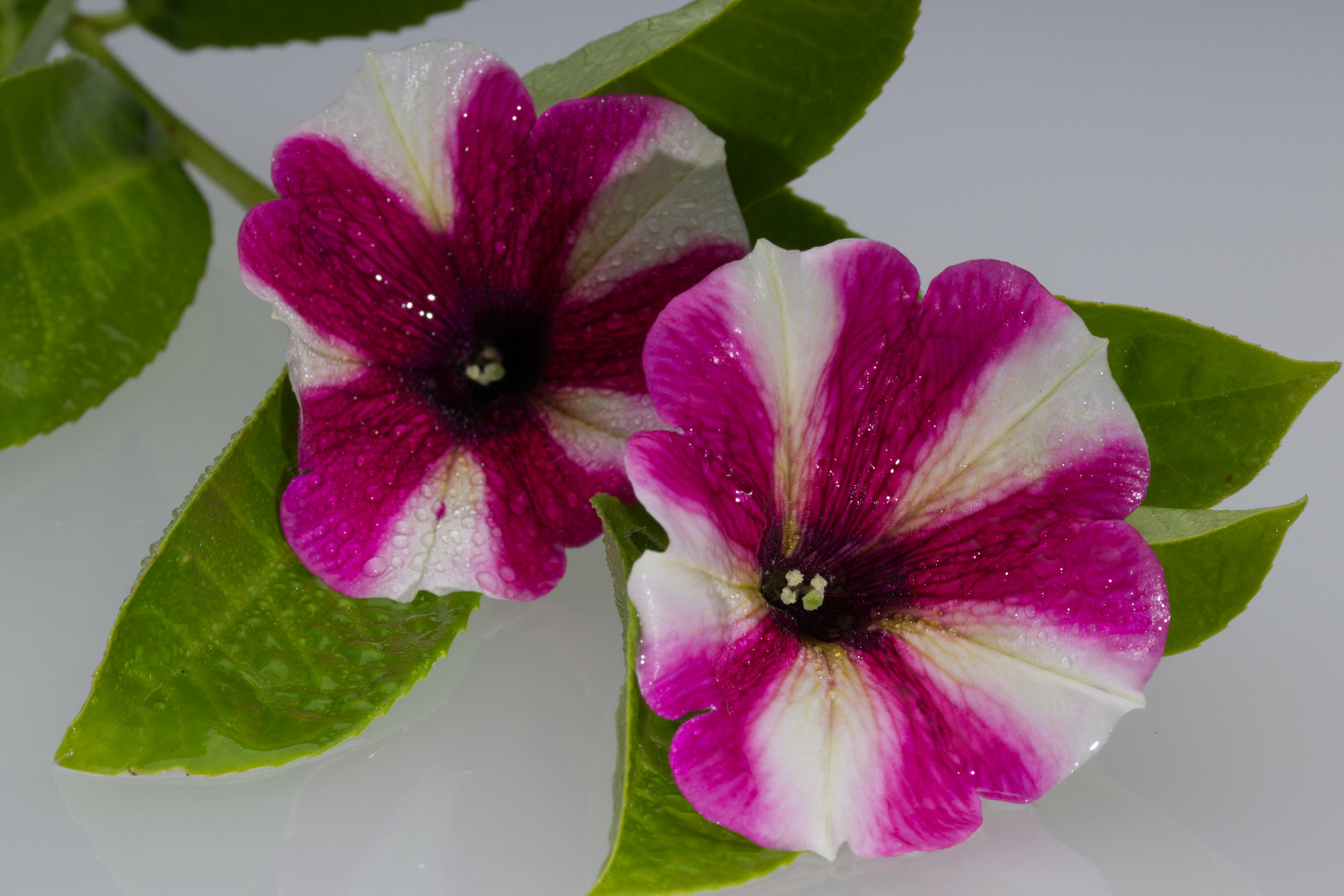 zwei_Blüten_Blätter_Wassertropfen