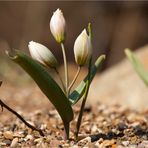 Zweiblütige Tulpe am Morgen