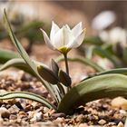 Zweiblütige Tulpe (Tulipa biflora)