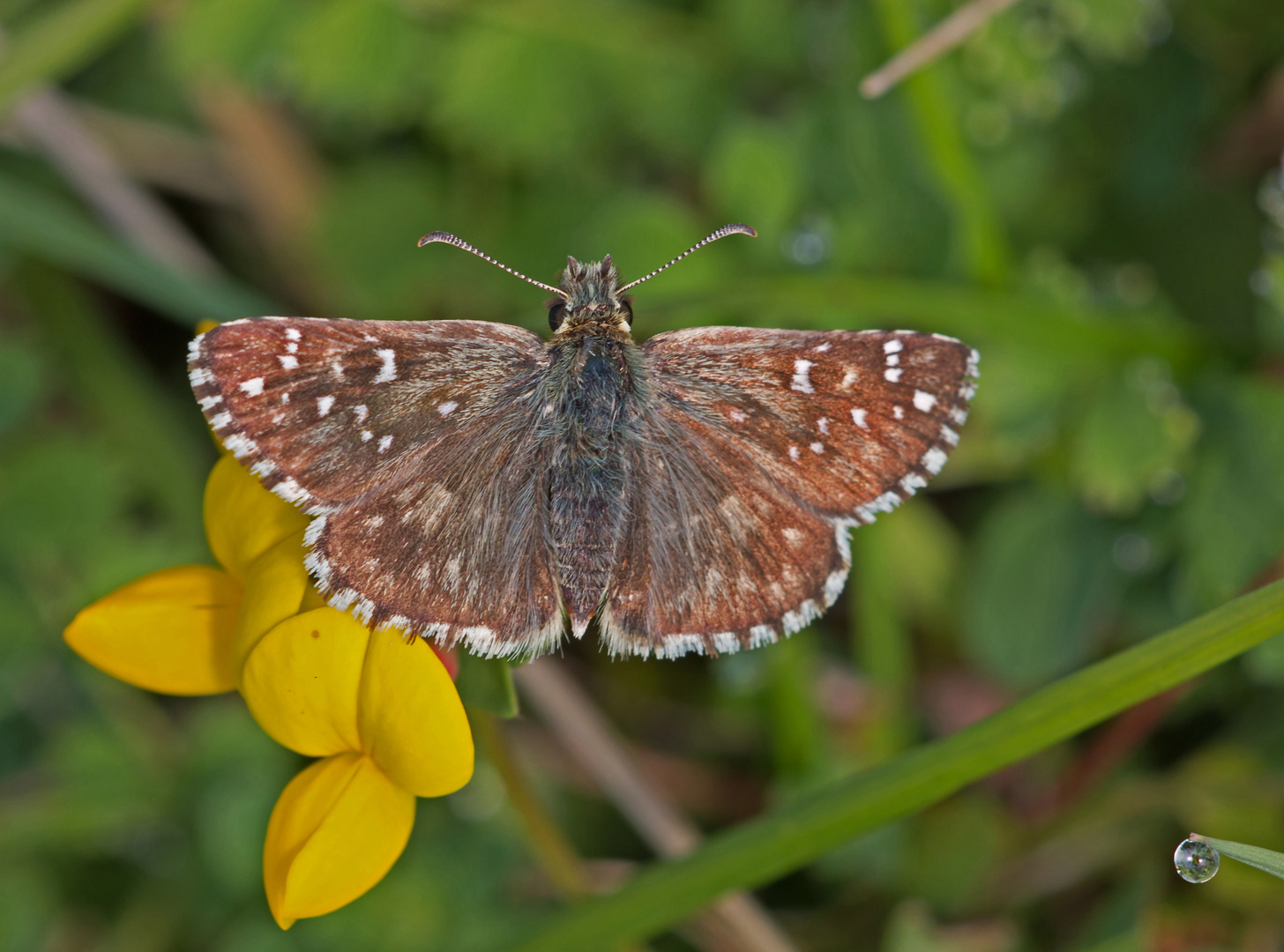 Zweibrütiger Würfel-Dickkopfalter