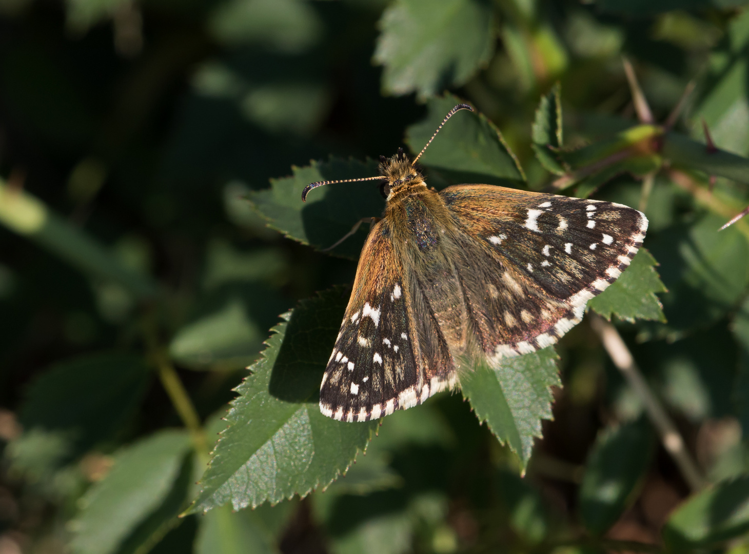  Zweibrütiger Würfel-Dickkopffalter