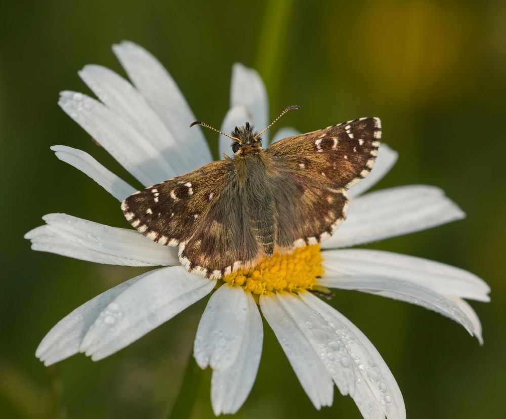 Zweibrütiger Würfel-Dickkopffalter