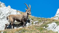 Zweieinhalbjähriger Steinbock in freier Wildbahn